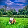 Thanos Wallet participe au concours pour gagner de l'argent avec cette photo : dog, running, grass, field, outdoor, nature, sky, clouds, trees, greenery, playful, happy, canine, animal, sport, daylight, harness, energetic, landscape, freedom