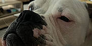 Thanos Wallet participe au concours pour gagner de l'argent avec cette photo : dog, white_dog, black_spots, close_up, resting, indoor, furniture, arm, snout, sleepy, pet, animal, cozy, face, wrinkles, domestic_animal, companion, cute, relaxed, house