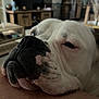 dog, white_dog, black_spots, close_up, resting, indoor, furniture, arm, snout, sleepy, pet, animal, cozy, face, wrinkles, domestic_animal, companion, cute, relaxed, house