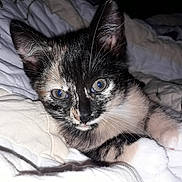 Oméga participe au concours pour gagner de l'argent avec cette photo : carnivoran, cat, cat_like_mammal, domestic_short_haired_cat, ear, eye, fauna, fur, kitten, mammal, organ, paw, siamese, small_to_medium_sized_cats, snout, whiskers