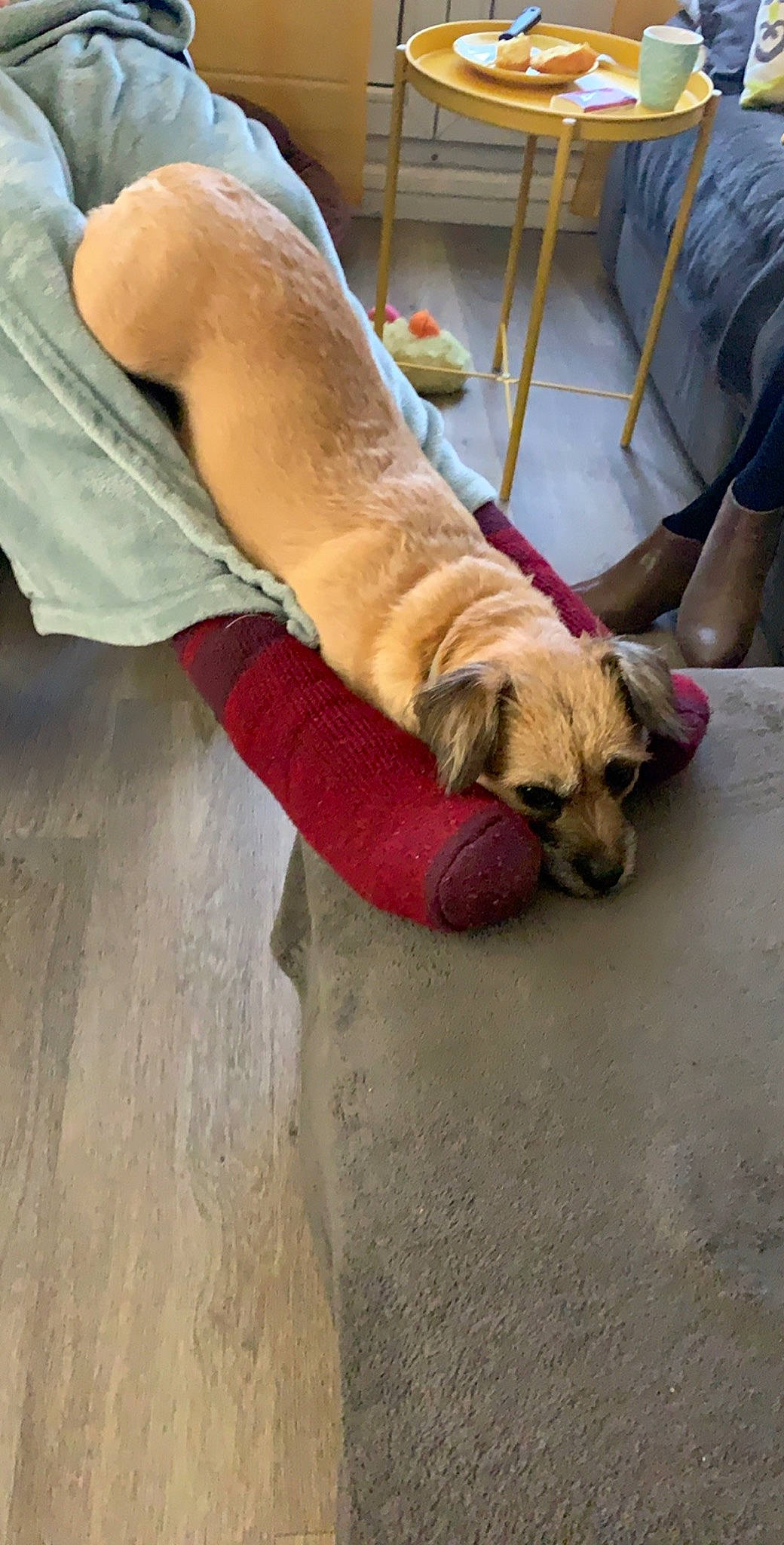 Maya a rejoint le concours — aidez-le/la à gagner de superbes lots ! boerboel, canidae, carnivore, companion_dog, dog, dog_breed, fawn, flooring, snout, sporting_group