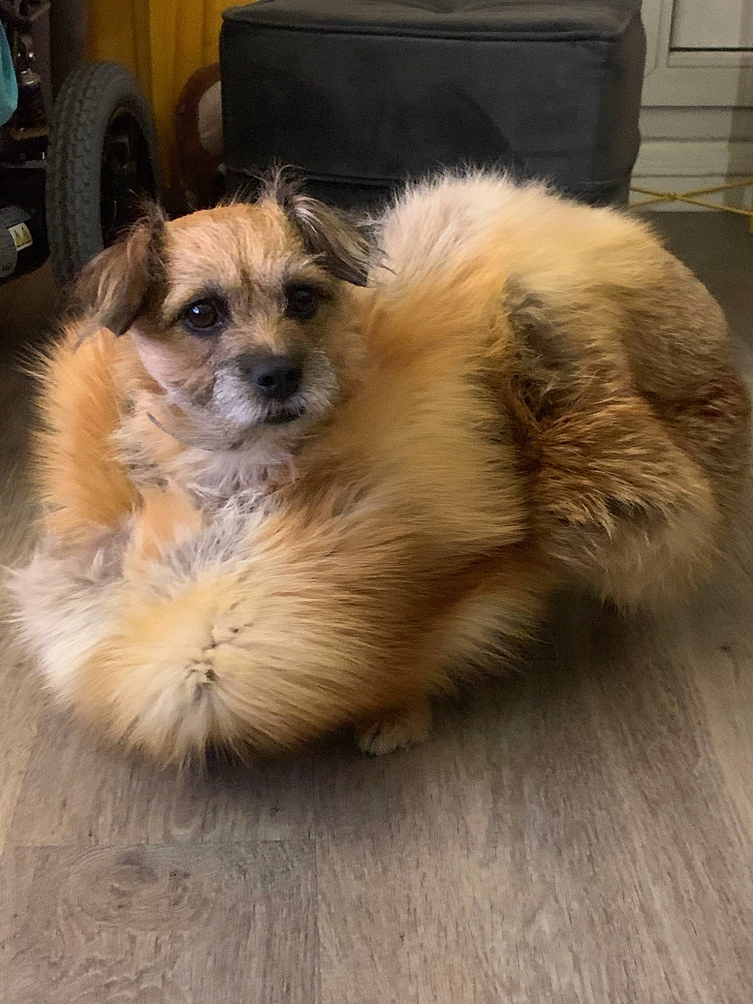 Maya a rejoint le concours — aidez-le/la à gagner de superbes lots ! border_terrier, canidae, carnivore, companion_dog, dog, dog_breed, glen_of_imaal_terrier, havanese, irish_soft_coated_wheaten_terrier, lhasa_apso, mammal, morkie, puppy, rare_breed_dog, shih_tzu, snout, sporting_lucas_terrier, terrier, vertebrate, yorkipoo