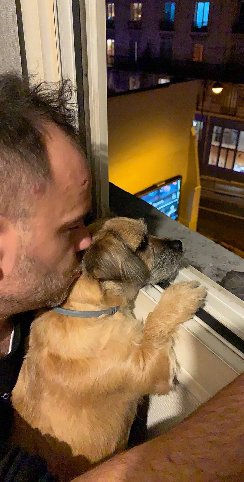 Maya a rejoint le concours — aidez-le/la à gagner de superbes lots ! border_terrier, canidae, carnivore, companion_dog, dog, dog_breed, fawn, puppy, sporting_group