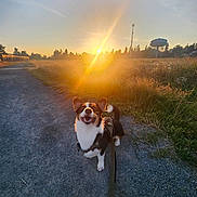 Coraline is registered to the contest to win money with this photo: dog, corgi, sunset, gravel_path, grass, field, leash, happy, outdoor, nature, sky, sun, sunlight, trees, water_tower, animal, pet, walking, smiling, sunshine