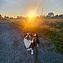 dog, corgi, sunset, gravel_path, grass, field, leash, happy, outdoor, nature, sky, sun, sunlight, trees, water_tower, animal, pet, walking, smiling, sunshine