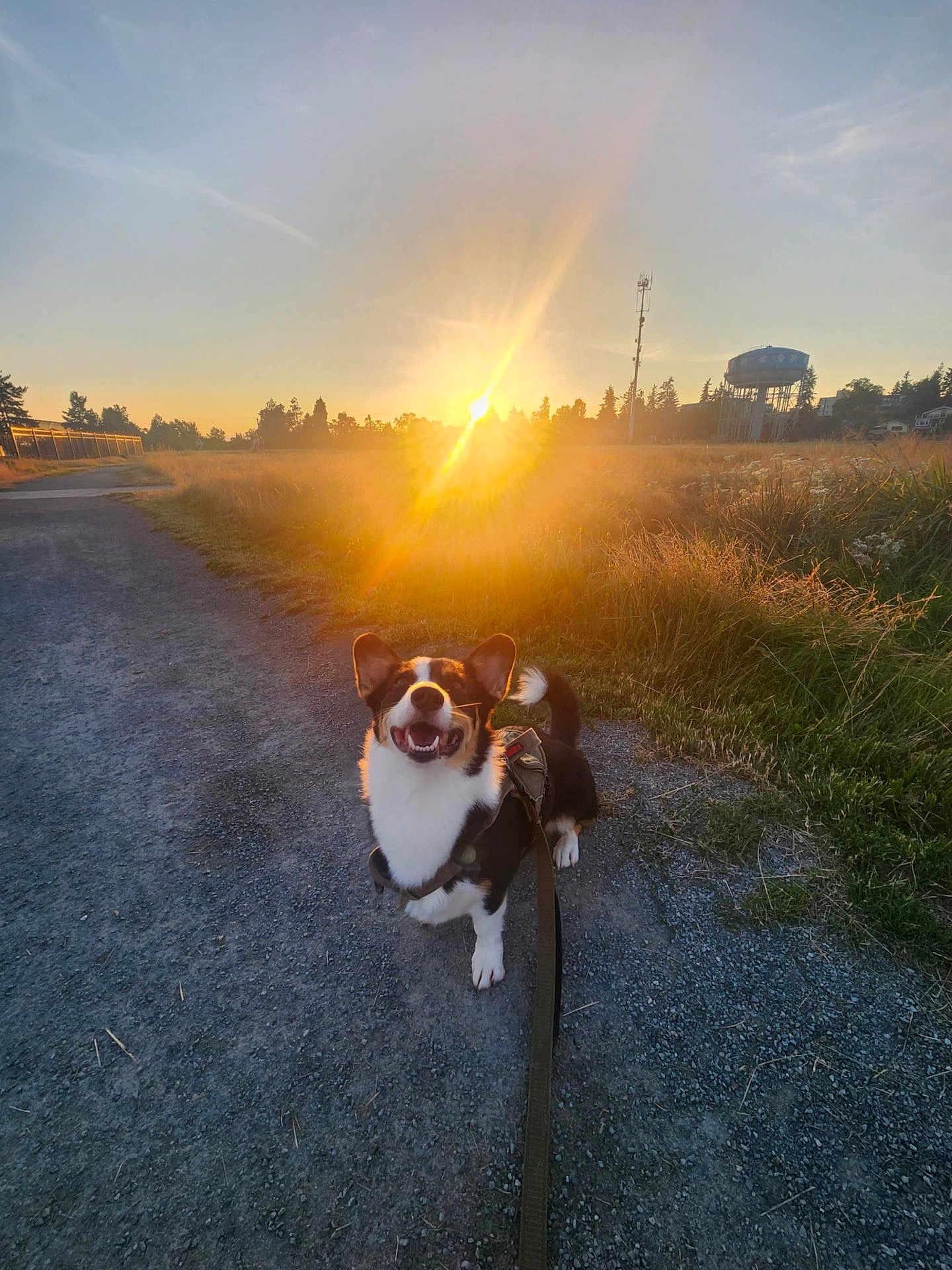 Coraline is registered to the contest to win money with this photo: dog, corgi, sunset, gravel_path, grass, field, leash, happy, outdoor, nature, sky, sun, sunlight, trees, water_tower, animal, pet, walking, smiling, sunshine