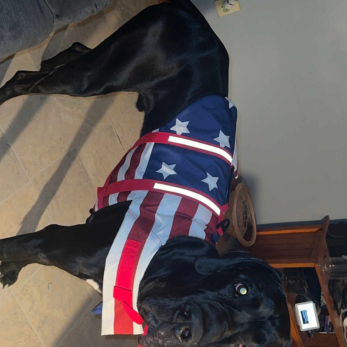 Baxt is registered to the contest to win money with this photo: canidae, carmine, carnivore, collar, comfort, companion_dog, dog, dog_breed, dog_clothes, fashion_accessory, fawn, fur, hat, personal_protective_equipment, pet_supply, sleeve, snout, sporting_group, sportswear, working_animal
