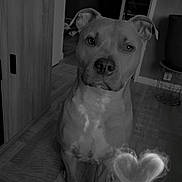 Brako a rejoint le concours — aidez-le/la à gagner de superbes lots ! dog, indoor, wooden_floor, pet, smoky_heart, monochrome, animal, canine, floor, ears, sitting, looking_at_camera, houseplant, cabinet, doorway, shadow, expression, quiet, calm, domestic