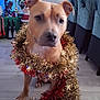 Brako a rejoint le concours — aidez-le/la à gagner de superbes lots ! dog, tinsel, christmas_tree, holiday_decorations, indoor, floor, festive, decor, pet, brown_dog, seated, ears, eyes, christmas, ornaments, celebration, seasonal, household, warm_lighting, background