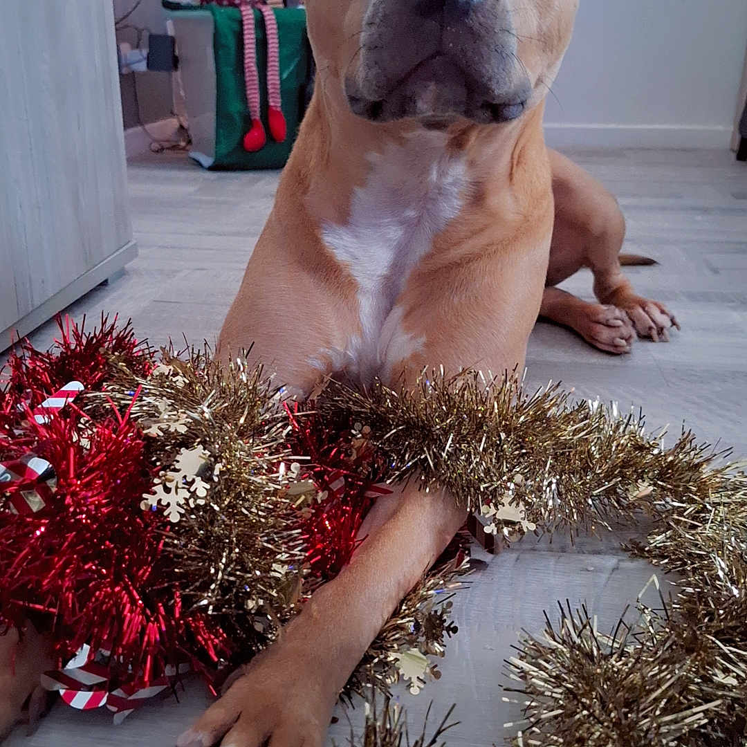 Brako a rejoint le concours — aidez-le/la à gagner de superbes lots ! brown_dog, canine, celebration, christmas, christmas_tree, decor, dog, festive, festivity, floor, holiday_decorations, holiday_season, home, indoor, lights, ornaments, paw, pet, relaxed, tinsel