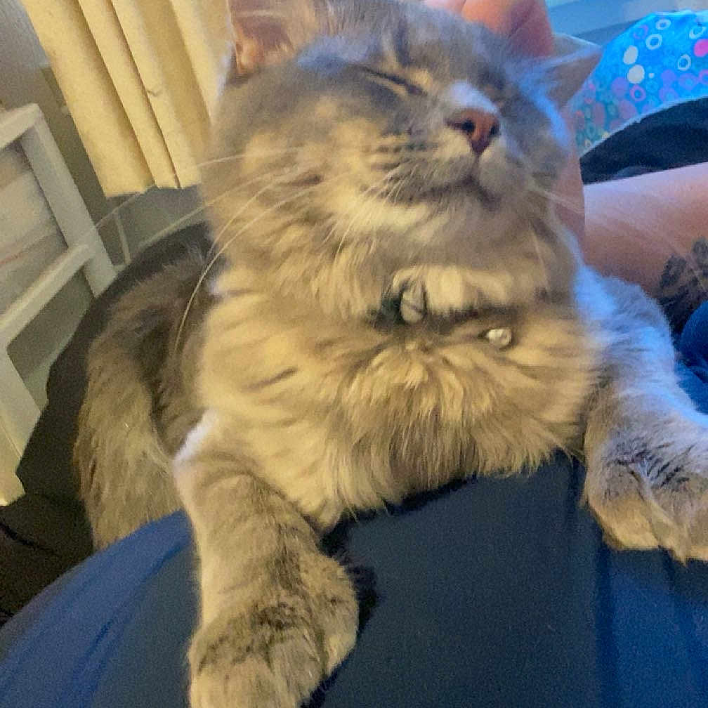 Salazar is registered to the contest to win money with this photo: air_conditioner, animal, cat, close_up, comfort, cozy, curtains, domestic_animal, feline, fluffy, fur, gray_cat, household, indoor, paw, pet, relaxed, resting, sleeping, window