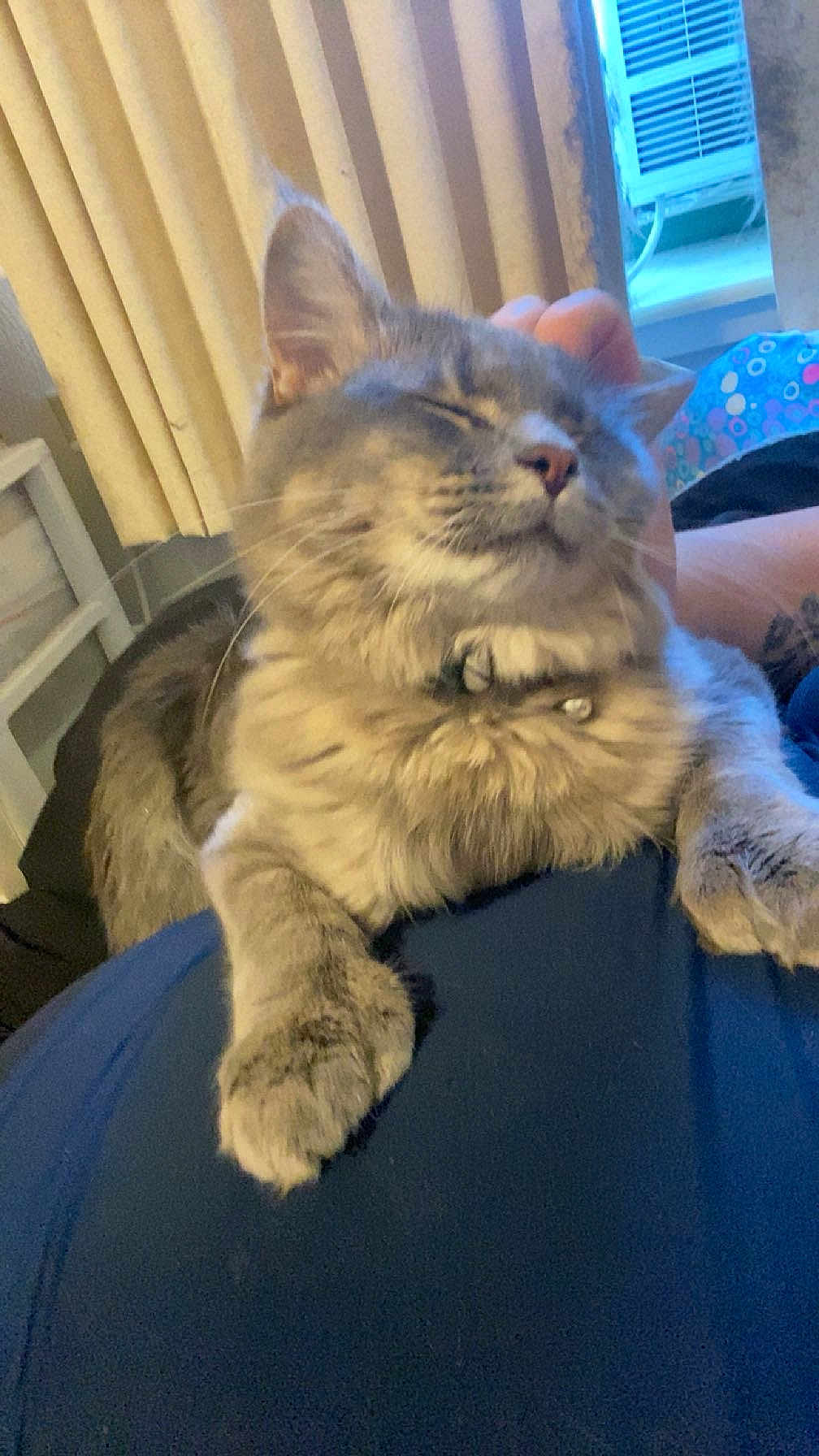 Salazar is registered to the contest to win money with this photo: cat, gray_cat, sleeping, fluffy, indoor, curtains, window, air_conditioner, paw, feline, pet, relaxed, close_up, domestic_animal, resting, cozy, fur, animal, household, comfort