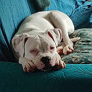 Katniss a rejoint le concours — aidez-le/la à gagner de superbes lots ! black_nose, blanket, blue_couch, couch, cozy, cushion, dog, floppy_ears, home_decor, indoor, lying_down, paws, pet, portrait, puppy, relaxed, sleeping, sleepy, sofa, white_dog