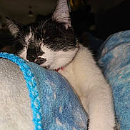 Mini a rejoint le concours — aidez-le/la à gagner de superbes lots ! abyssinian, animal, bed, blanket, bodypart, cat, couch, furniture, homedecor, kitten, linen, manx, mouth, person, pet, quilt, siamese, sleeping, towel