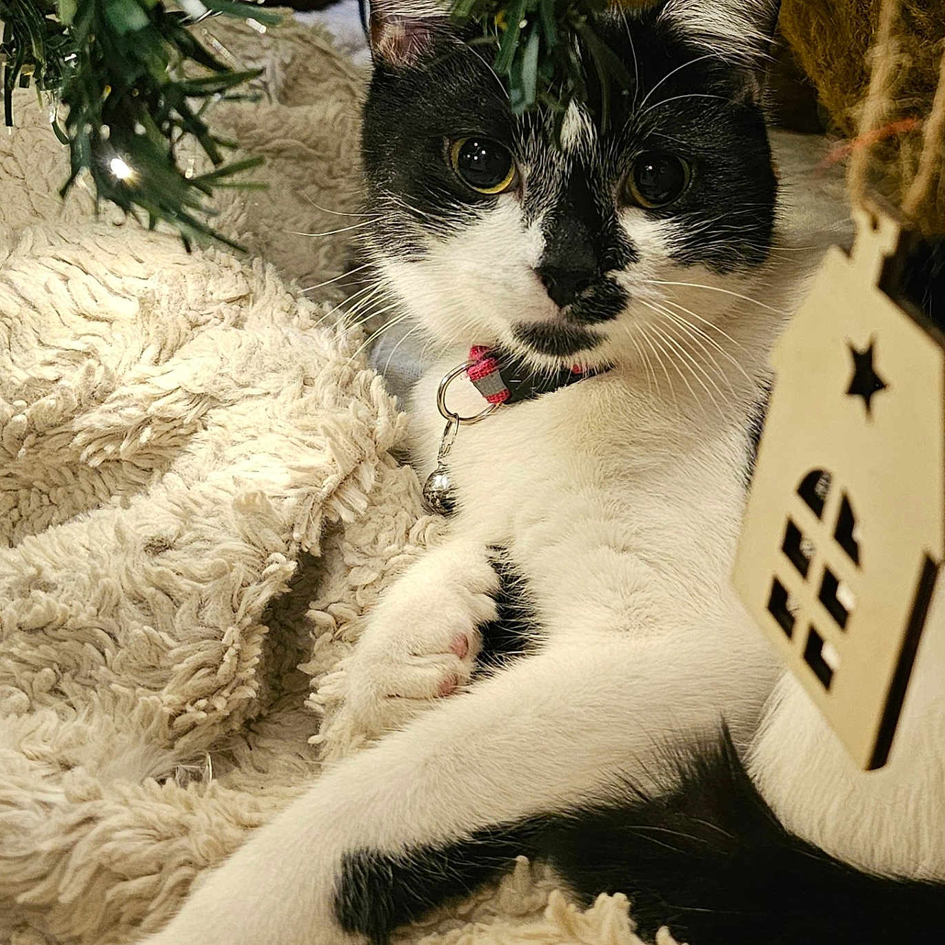 Mini a rejoint le concours — aidez-le/la à gagner de superbes lots ! accessories, animal, blanket, canine, cat, conifer, couch, dog, face, furniture, grass, head, indoors, kitten, manx, pet, plant, pottedplant, quilt, tree