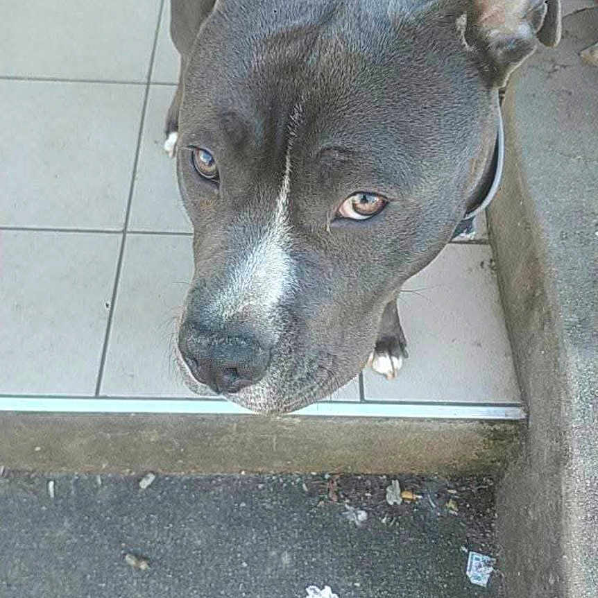 Taz participe au concours pour gagner de l'argent avec cette photo : animal, canine, closeup, concrete, curious, dog, doorstep, ears, eyes, face, gray_dog, harness, looking_up, muzzle, nose, outdoor, pavement, pet, portrait, tiles