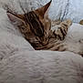 Paillette participe au concours pour gagner de l'argent avec cette photo : kitten, cat, sleeping, tabby, fur, fluffy, blanket, cozy, pet, animal, cute, resting, soft, closeup, whiskers, domestic_cat, relaxing, paw, indoor, comfort