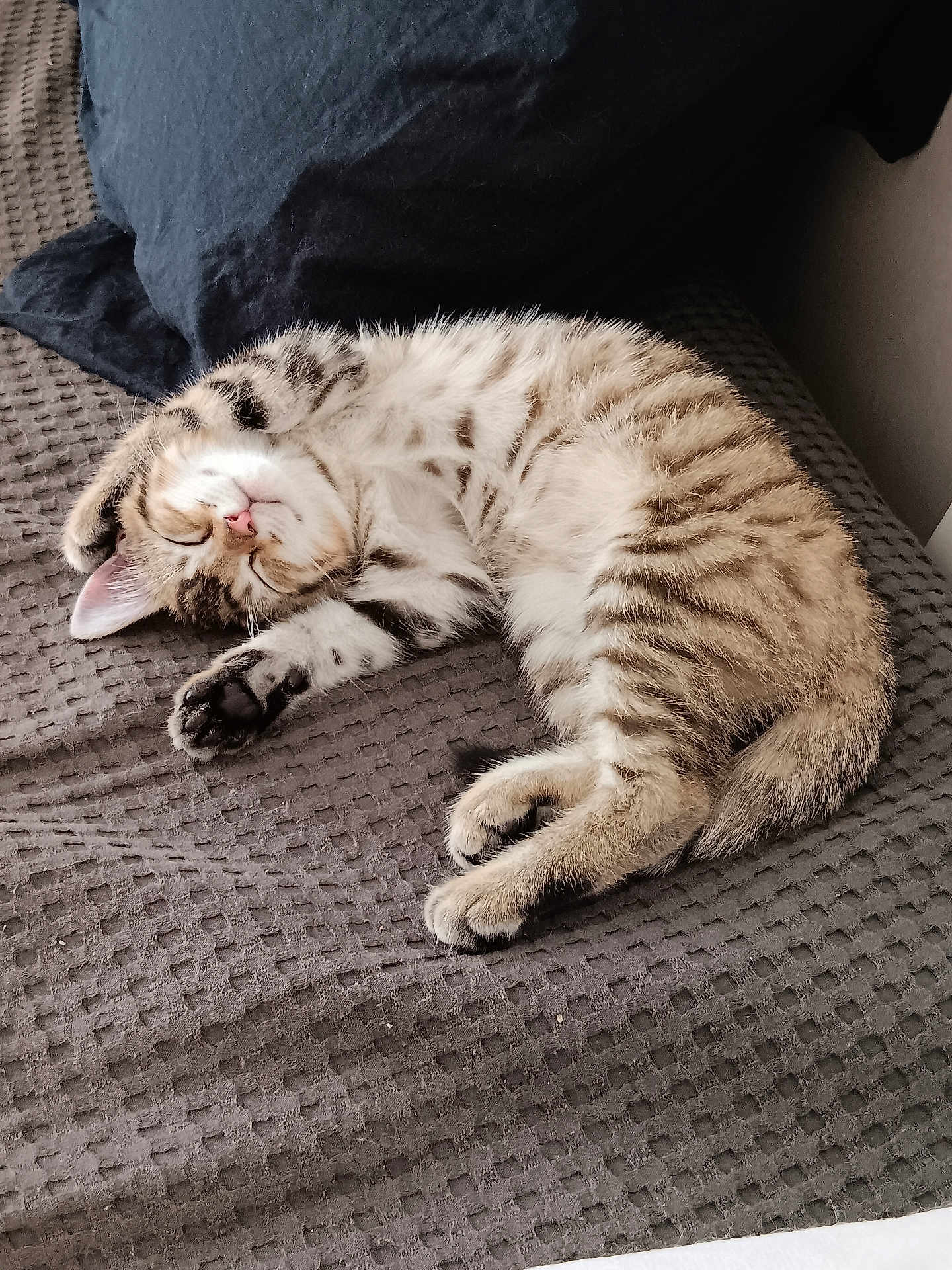 Paillette participe au concours pour gagner de l'argent avec cette photo : kitten, cat, sleeping, tabby, pet, cute, fur, animal, cozy, resting, paw, whiskers, indoor, blanket, texture, adorable, young, small, relaxed, nap