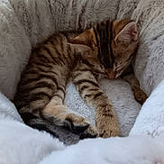 Paillette a rejoint le concours — aidez-le/la à gagner de superbes lots ! kitten, cat, sleeping, tabby, fur, pet, cute, cozy, blanket, soft, resting, animal, domestic_animal, young, feline, comfort, indoor, relaxation, paw, snug