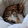 kitten, cat, sleeping, tabby, fur, pet, cute, cozy, blanket, soft, resting, animal, domestic_animal, young, feline, comfort, indoor, relaxation, paw, snug