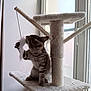 Paillette participe au concours pour gagner de l'argent avec cette photo : cat, kitten, cat_tree, toy, feather, playful, indoor, window, pet, feline, scratching_post, striped, young_cat, animal, cute, home, curious, balcony, daylight, fun