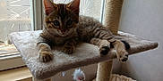 Paillette participe au concours pour gagner de l'argent avec cette photo : cat, kitten, tabby, cat_tree, indoor, window, toy, feline, pet, animal, curious, relaxed, fur, whiskers, ears, paws, platform, dangle, cozy, home