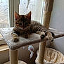 cat, kitten, tabby, cat_tree, indoor, window, toy, feline, pet, animal, curious, relaxed, fur, whiskers, ears, paws, platform, dangle, cozy, home