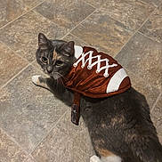 Bity is registered to the contest to win money with this photo: animal, brown, cat, clothing, costume, cute, domestic_cat, floor, funny, fur, gray, indoor, looking_back, pet, playful, small, tile, walking, whiskers, white