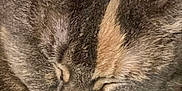 Bity joined the competition — help win amazing prizes! animal, brown, calm, cat, close_up, cozy, cute, domestic, face, feline, fur, gray, muzzle, pet, resting, sleeping, soft, tabby, whisker, whiskers