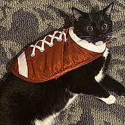 Kiten joined the competition — help win amazing prizes! animal, black_and_white, carpet, cat, close_up, costume, cute, domestic_cat, ears, football_costume, fur, indoor, laying_down, mammal, pet, playful, texture, tuxedo_cat, whiskers, wide_eyes