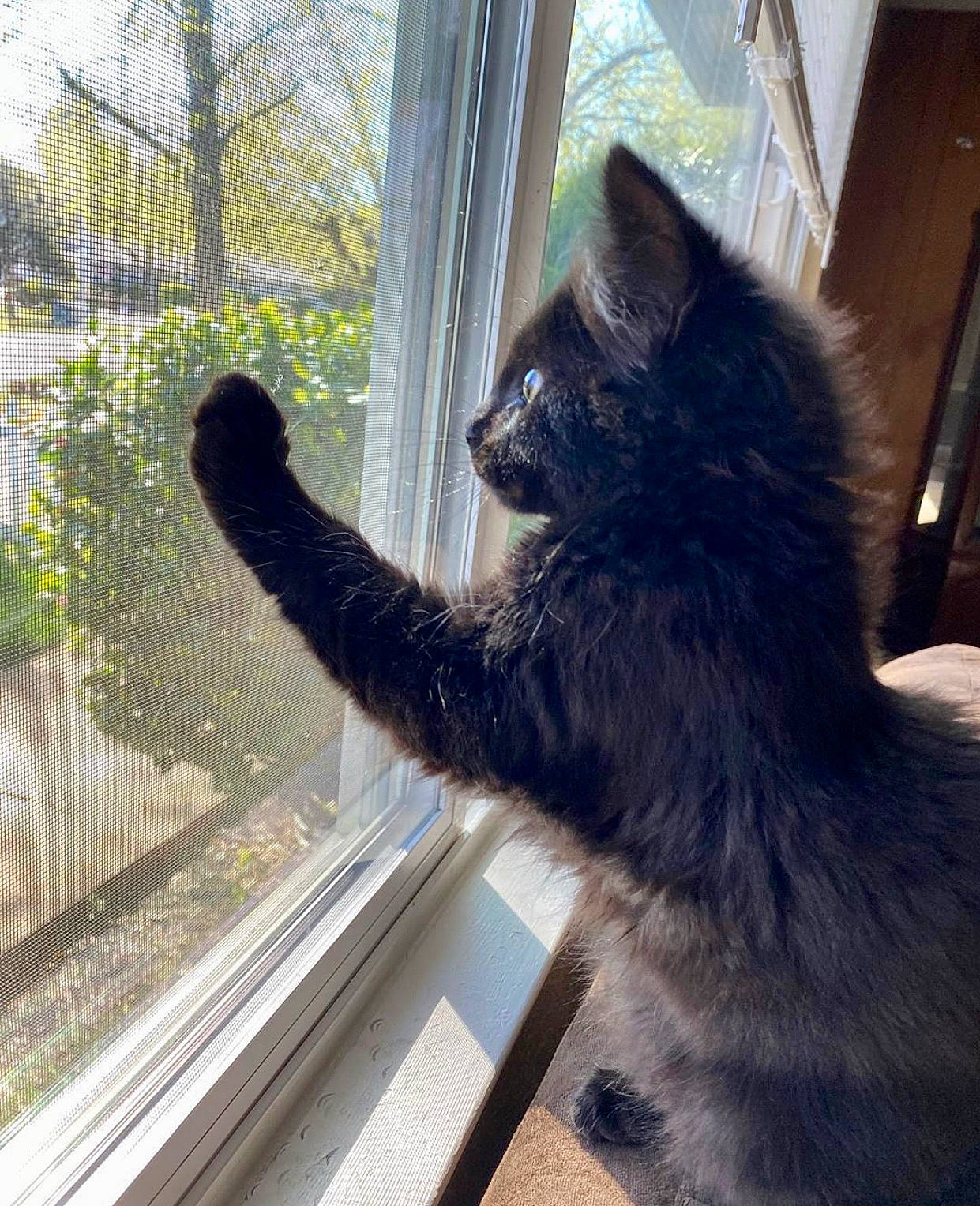 Kuro is registered to the contest to win money with this photo: black_cat, carnivore, cat, domestic_long_haired_cat, domestic_short_haired_cat, felidae, fur, korat, mammal, nebelung, russian_blue, small_to_medium_sized_cats, tail, vertebrate, whiskers, window