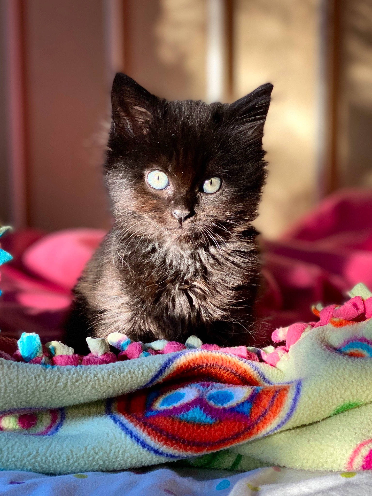 Kuro is registered to the contest to win money with this photo: asian, british_semi_longhair, carnivore, cat, domestic_short_haired_cat, fawn, felidae, fur, kitten, maine_coon, mammal, norwegian_forest_cat, ragamuffin, small_to_medium_sized_cats, vertebrate, whiskers