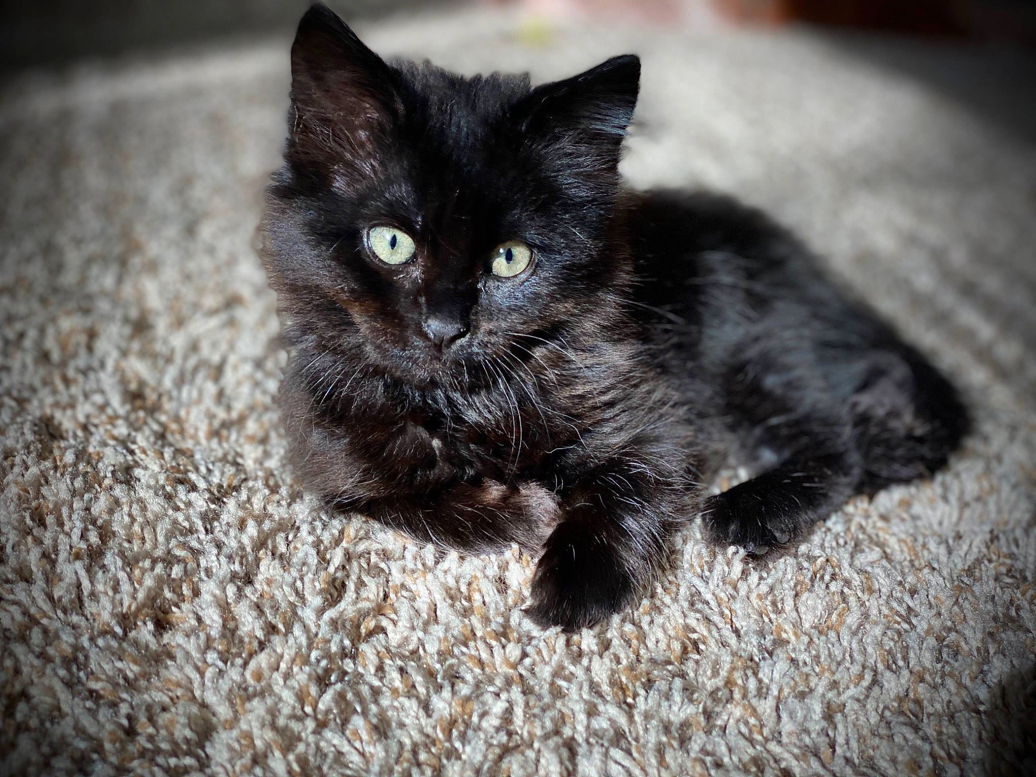 Kuro is registered to the contest to win money with this photo: asian, black, black_and_white, black_cat, british_semi_longhair, carnivore, cat, claw, domestic_long_haired_cat, domestic_short_haired_cat, eye, felidae, fur, kitten, maine_coon, mammal, norwegian_forest_cat, polydactyl_cat, small_to_medium_sized_cats, whiskers