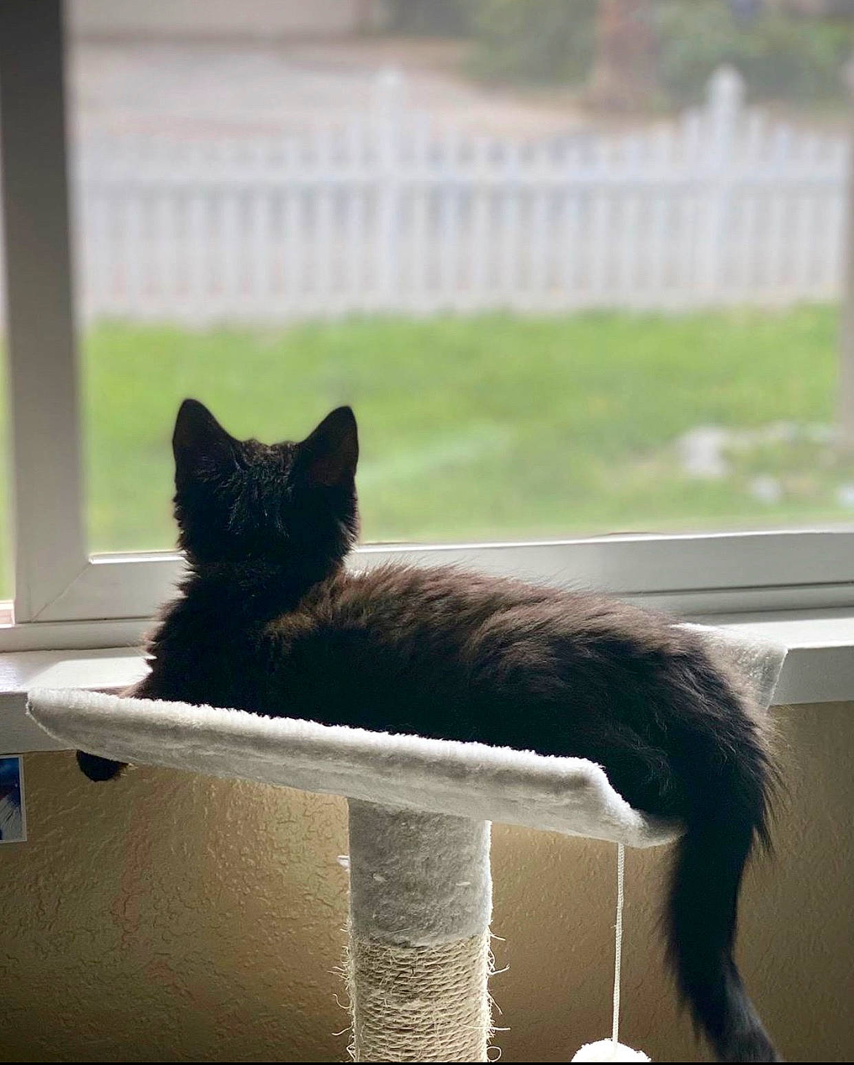 Kuro joined the competition — help win amazing prizes! black_cat, carnivore, cat, domestic_short_haired_cat, felidae, kitten, mammal, small_to_medium_sized_cats, snout, tail, vertebrate, whiskers, window