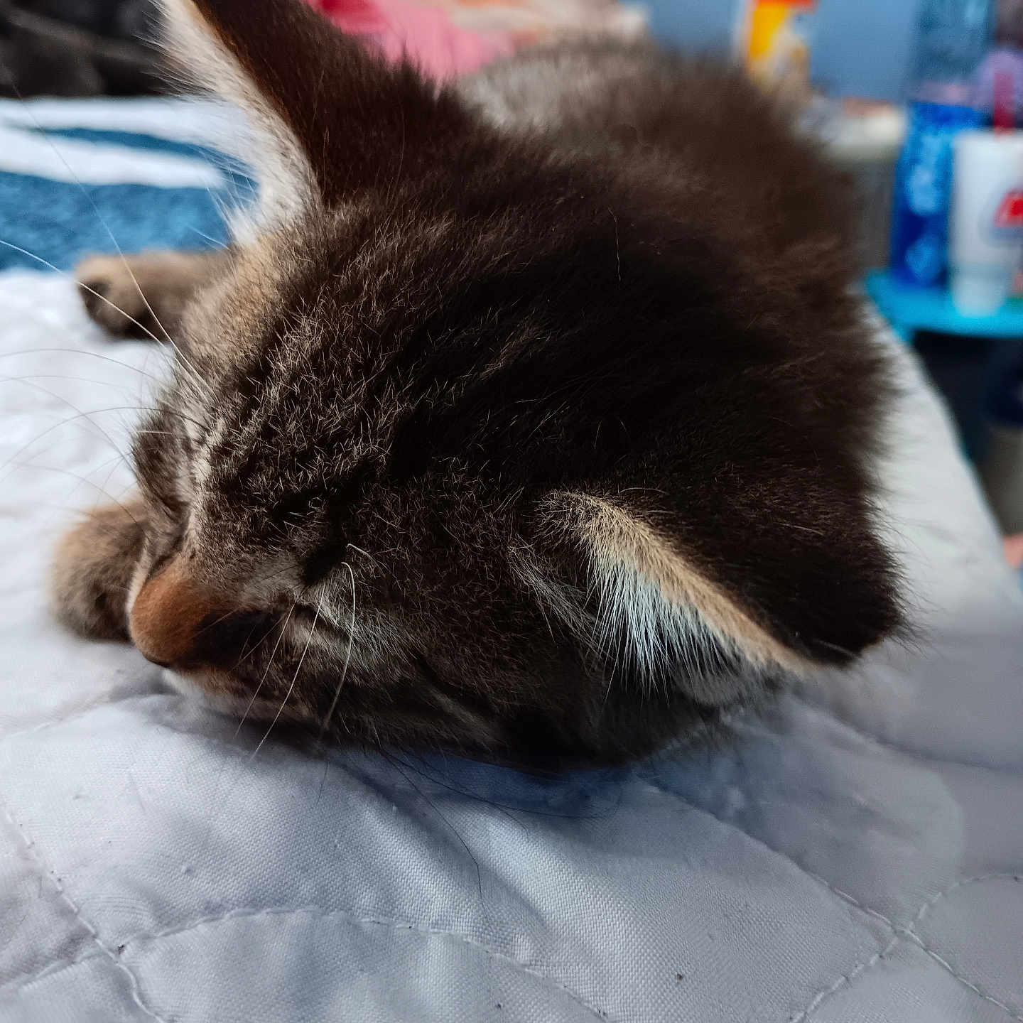 Torpedo