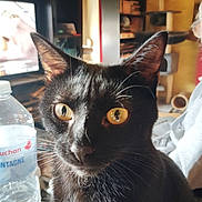 Chouquette participe au concours pour gagner de l'argent avec cette photo : black_cat, cat, indoor, pet, animal, close_up, yellow_eyes, fur, whiskers, water_bottle, television, furniture, curious, domestic_cat, household, portrait, focused, sitting, mammal, eyes