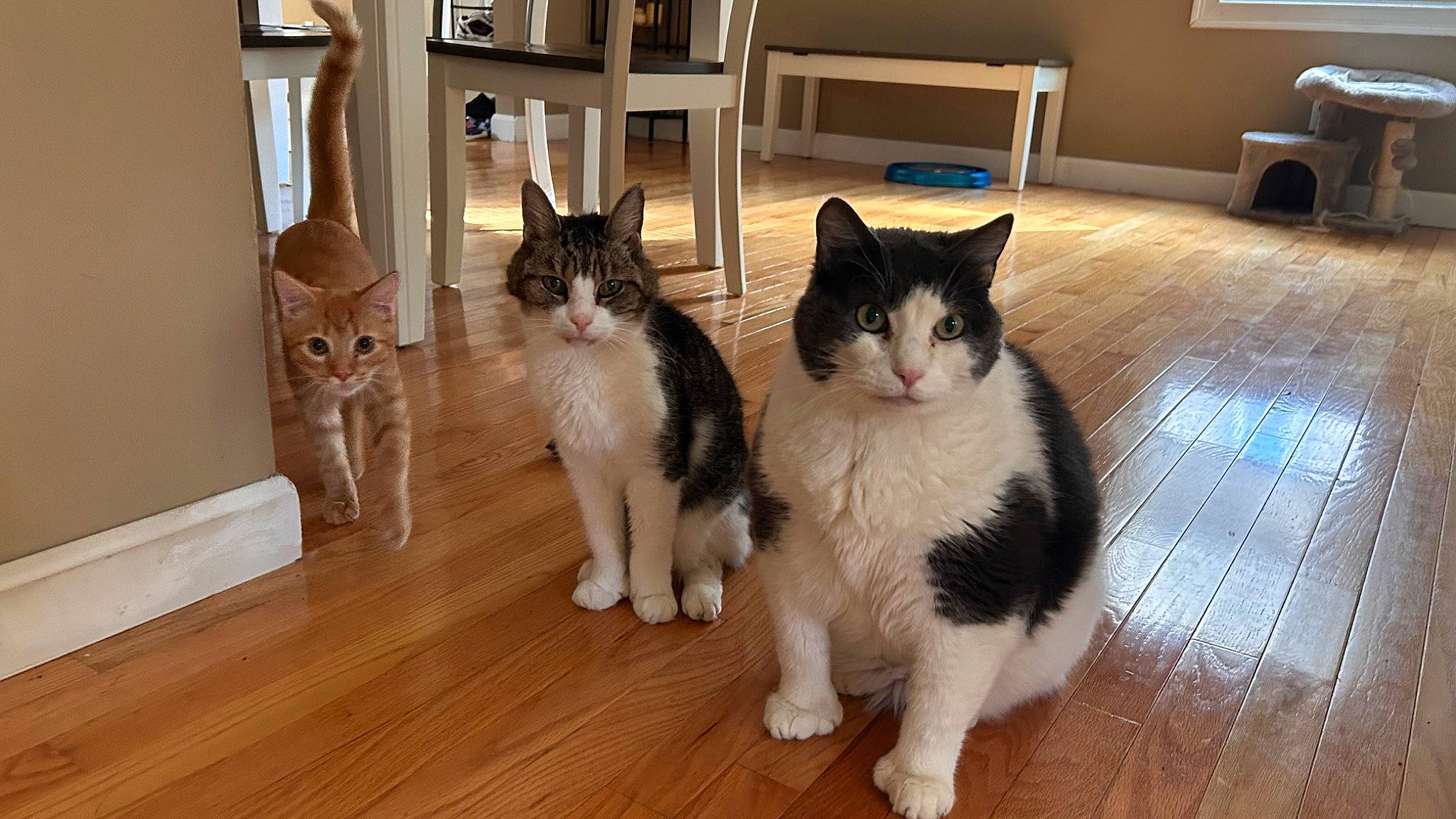 General joined the competition — help win amazing prizes! carnivore, cat, domestic_short_haired_cat, felidae, floor, flooring, fur, grey, hardwood, laminate_flooring, paw, picture_frame, room, shelf, small_to_medium_sized_cats, tail, whiskers, wood, wood_flooring, wood_stain