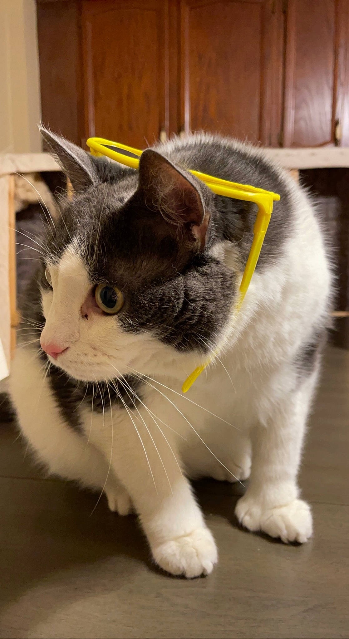 General is registered to the contest to win money with this photo: carnivore, cat, claw, collar, domestic_short_haired_cat, felidae, flooring, foot, fur, grass, paw, photo_caption, small_to_medium_sized_cats, snout, tail, terrestrial_animal, whiskers