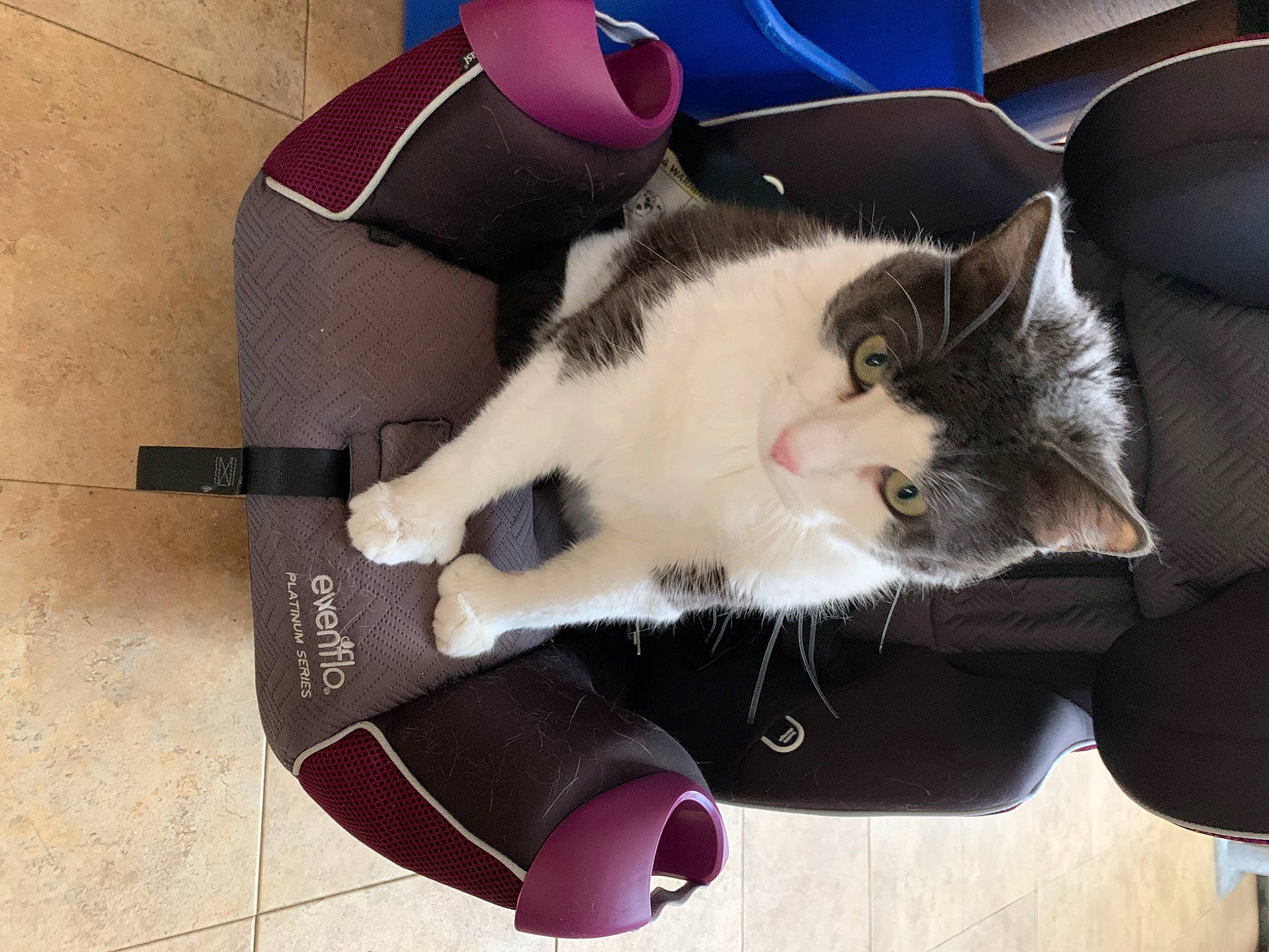 General is registered to the contest to win money with this photo: carmine, carnivore, cat, collar, comfort, domestic_short_haired_cat, fashion_accessory, felidae, fur, guitar, lap, mammal, paw, small_to_medium_sized_cats, tail, vertebrate, whiskers