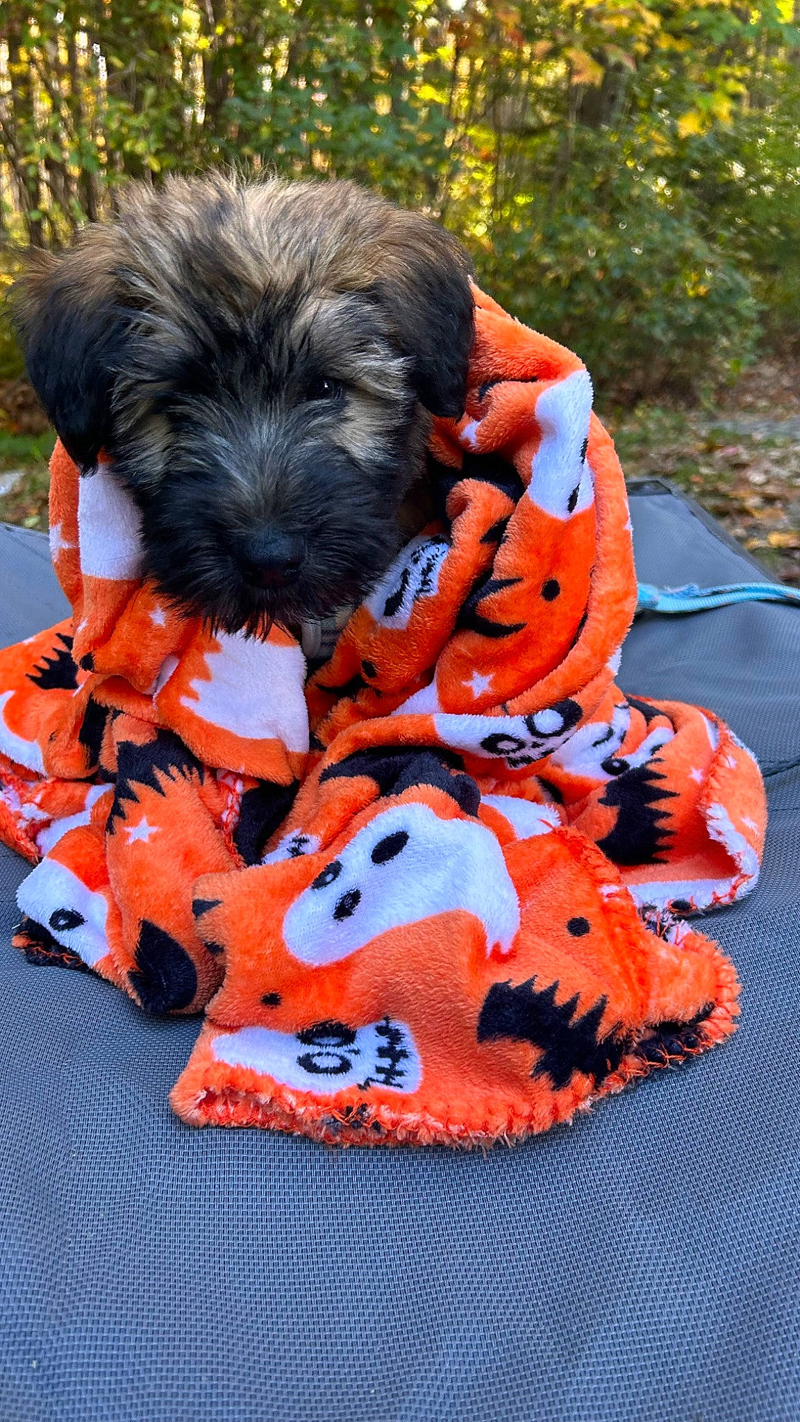 Sully joined the competition — help win amazing prizes! canidae, carmine, carnivore, companion_dog, dog, dog_breed, dog_clothes, dog_collar, dog_supply, fur, grass, lifejacket, orange, pet_supply, small_terrier, snout, sporting_group, terrier, toy_dog, working_animal