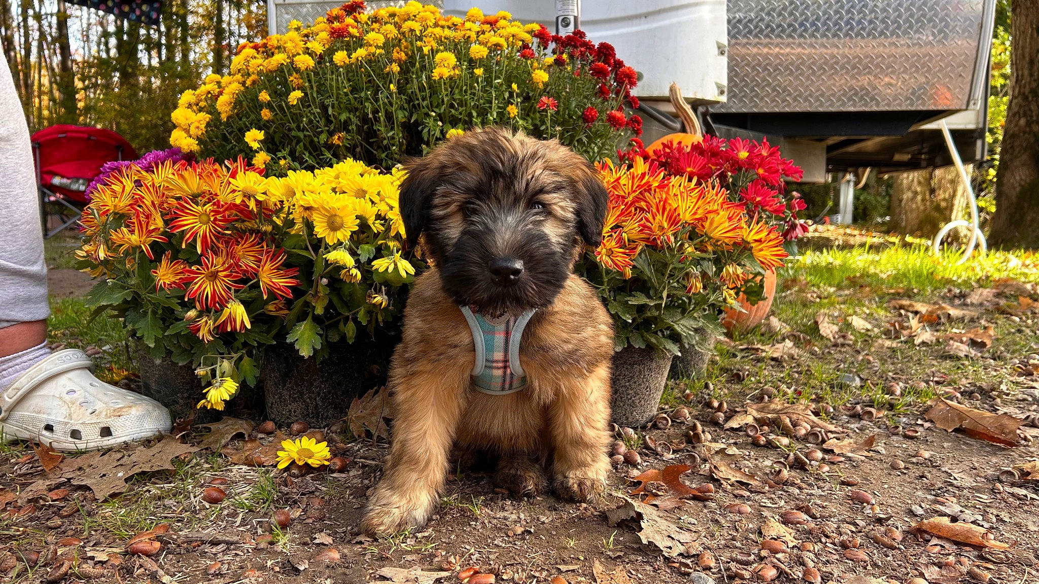Sully joined the competition — help win amazing prizes! annual_plant, art, carnivore, companion_dog, dog, dog_breed, flower, garden, grass, groundcover, landscaping, leaf, plant, shrub, small_terrier, soil, sporting_group, terrier, toy_dog, water_dog