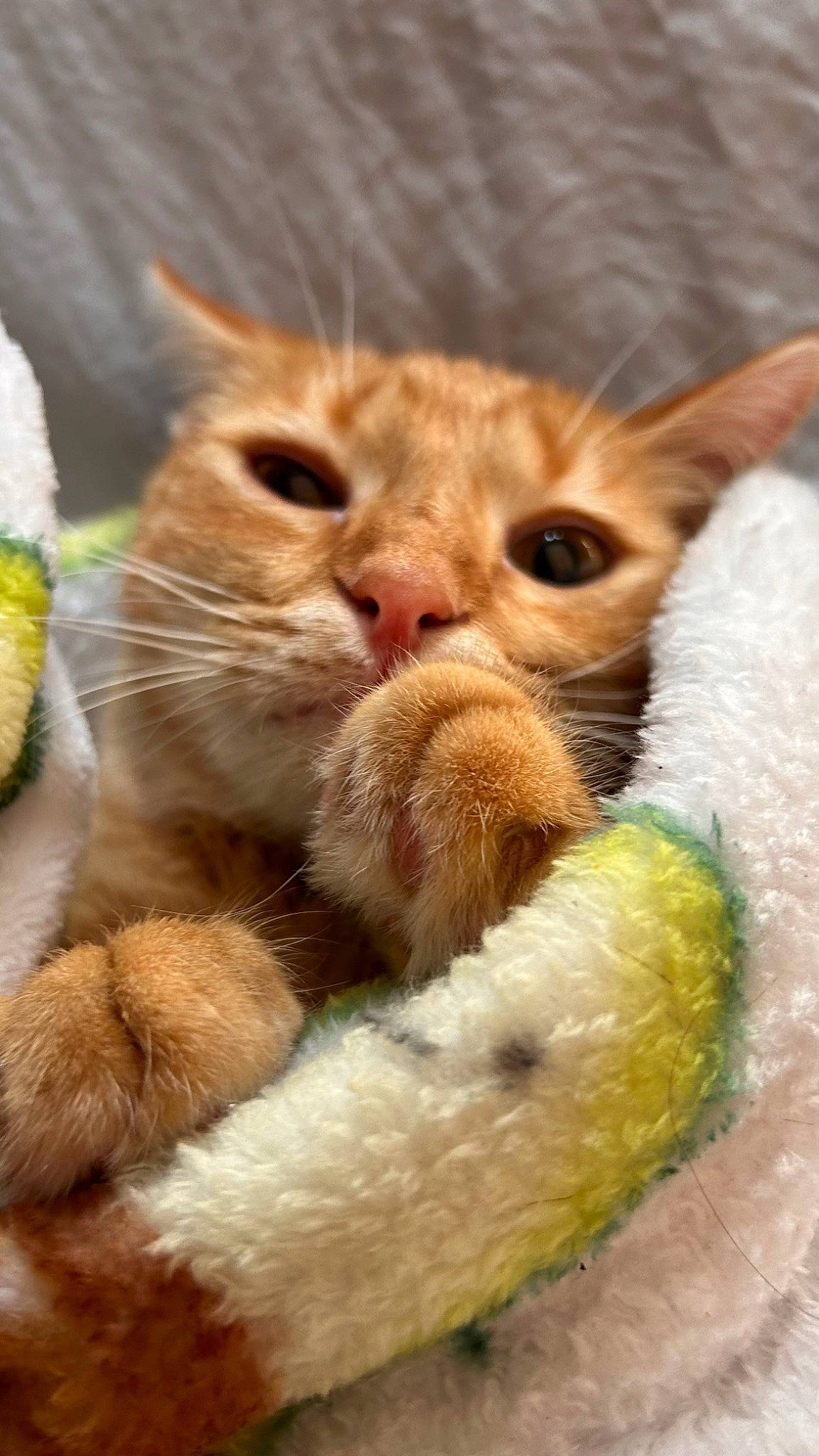 Fern joined the competition — help win amazing prizes! carnivore, cat, claw, close_up, domestic_short_haired_cat, fawn, felidae, fur, gesture, nap, nose, paw, photo_caption, small_to_medium_sized_cats, snout, tail, terrestrial_animal, toy, whiskers, wildlife