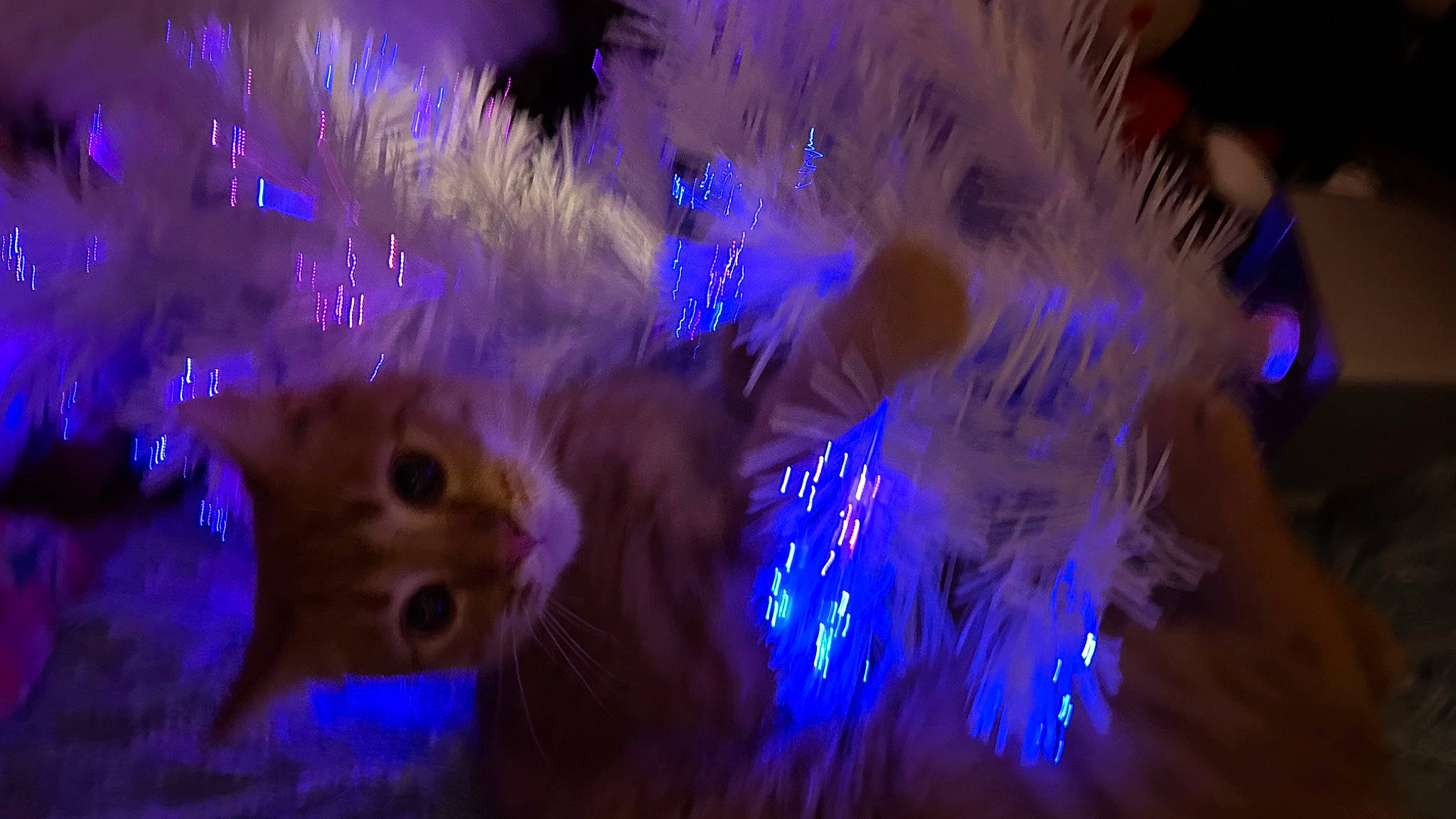Fern is registered to the contest to win money with this photo: carnivore, cat, christmas, christmas_decoration, christmas_ornament, christmas_tree, darkness, electric_blue, event, fawn, felidae, holiday, midnight, organism, ornament, plant, purple, small_to_medium_sized_cats, space, whiskers