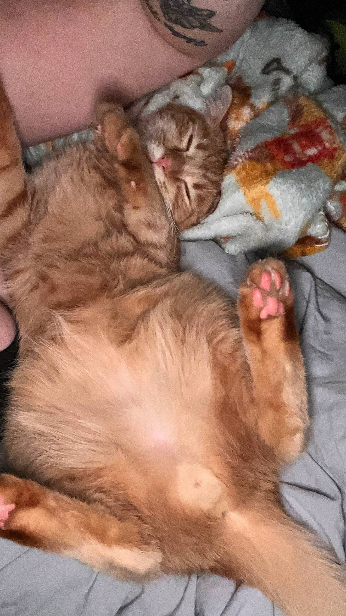 Fern is registered to the contest to win money with this photo: bed, canidae, carnivore, cat, claw, comfort, companion_dog, dog_breed, domestic_short_haired_cat, fawn, felidae, fur, liver, nap, paw, small_to_medium_sized_cats, snout, sporting_group, tail, whiskers