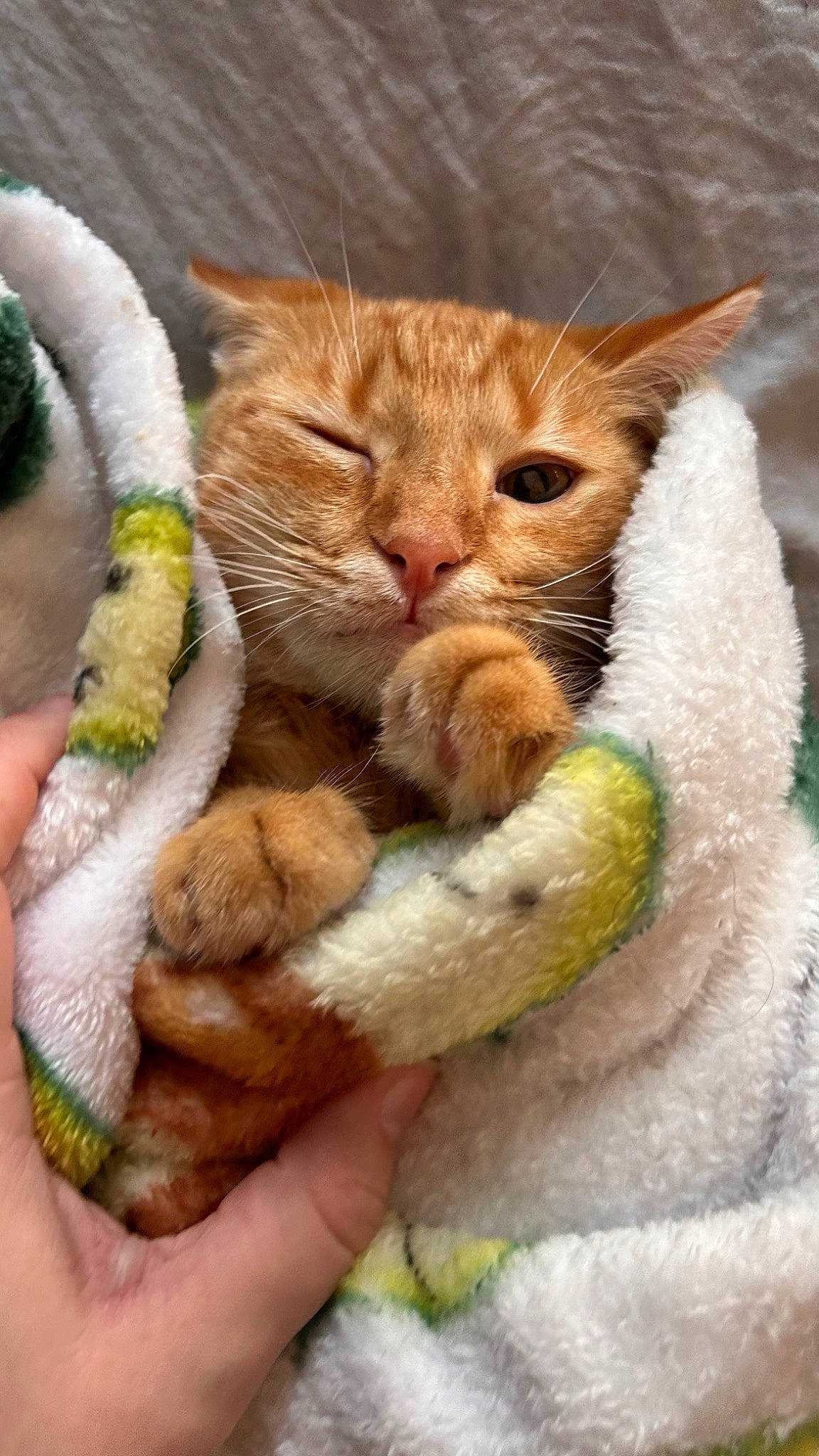 Fern is registered to the contest to win money with this photo: carnivore, cat, claw, comfort, domestic_short_haired_cat, ear, eye, fawn, felidae, fur, gesture, mammal, paw, small_to_medium_sized_cats, snout, tail, terrestrial_animal, vertebrate, whiskers, wildlife