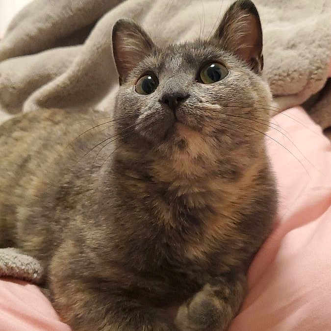 Junebug joined the competition — help win amazing prizes! animal, bedroom, blanket, cat, closeup, curious, cute, domestic_cat, feline, fur, gray_cat, indoor, paw, pet, pink_blanket, relaxed, resting, soft, tabby, whiskers