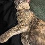 Junebug is registered to the contest to win money with this photo: cat, sleeping, fur, paw, relaxed, cozy, indoor, closeup, animal, pet, mammal, whiskers, soft, resting, cute, feline, domestic, laying, comfort, peaceful