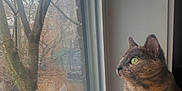 Junebug is registered to the contest to win money with this photo: cat, windowsill, window, tree, outdoor, autumn, leafless_tree, pet, feline, looking, indoor, reflection, screen, curious, green_eyes, mammal, animal, domestic_cat, sitting, quiet