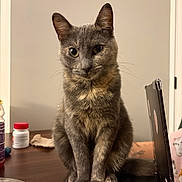 Junebug joined the competition — help win amazing prizes! cat, gray_cat, tortoiseshell_cat, sitting, laptop, indoor, table, pet, animal, whiskers, ears, eyes, fur, curious, household_items, bottle, container, door, furniture, closeup