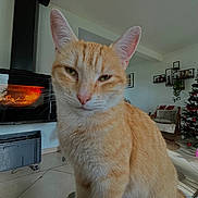 Ed Sheeran participe au concours pour gagner de l'argent avec cette photo : cat, ginger_cat, indoor, fireplace, fire, christmas_tree, decorations, furniture, chair, blanket, floor, tile_floor, plant, shelf, cozy, pet, home, animal, cute, portrait